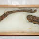 Illustration for article titled The Bones of A Mythical Japanese Water Demon Are Going On Display
